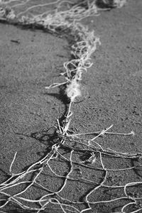 Close-up of dead plant on sand