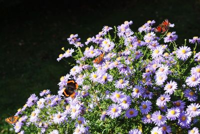 Close-up of bee pollinating on fresh flowers