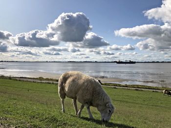 Sheep grazing in a field