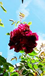 Low angle view of bougainvillea blooming against sky