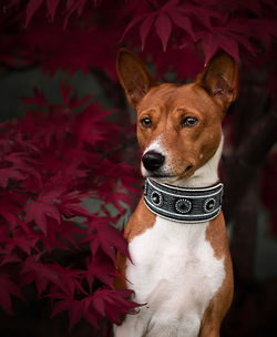 Close-up portrait of dog by leaves