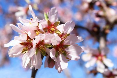 Close-up of white cherry blossom