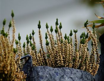 Close-up of cactus plant