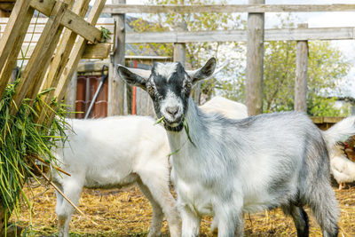 Portrait of goat standing in pen
