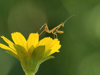 Close-up of butterfly pollinating on yellow flower