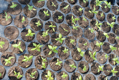 High angle view of plants growing on field