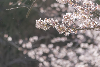 Close-up of cherry blossoms blooming on tree