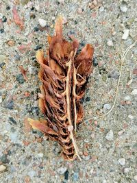 High angle view of dry leaf on land