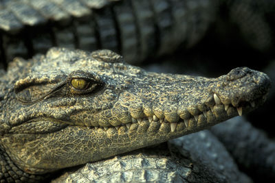 Close-up of a lizard