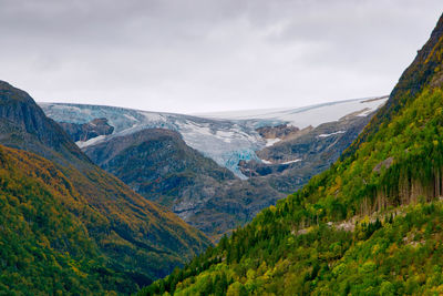 Buerbreen glacier is framed by fall colors and green pines 