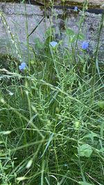 High angle view of purple flowering plants on field