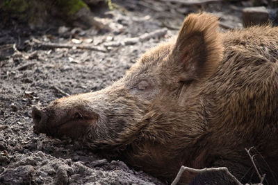 Close-up of wild boar sleeping on field