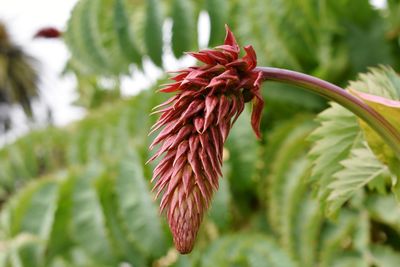Close-up of red flowering plant