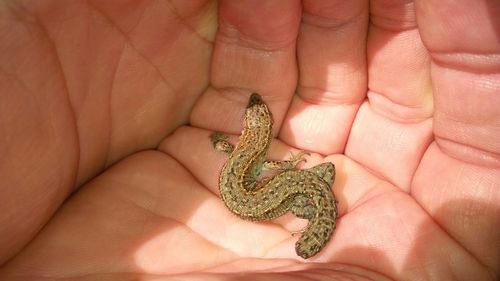 Close-up of lizard on cropped hand