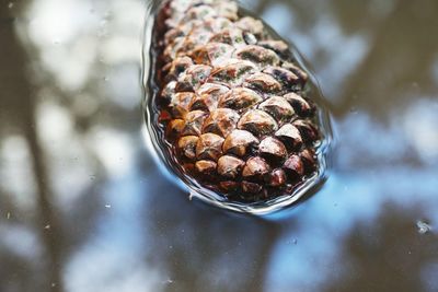 Close-up of crab in water