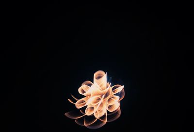 Close-up of white flower against black background