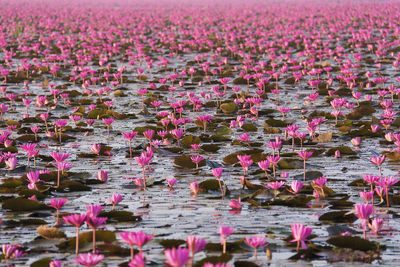 Pink water lily blooming in lake