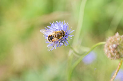 Close-up of bee on flower