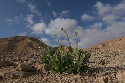 Plants growing on rocks against sky