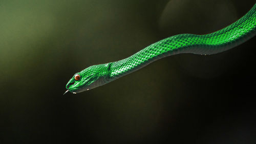 Close-up of snake