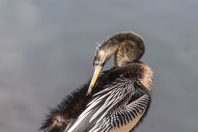Close-up of a bird