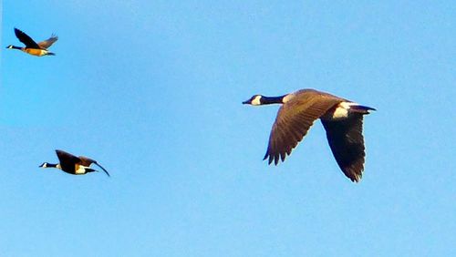 Low angle view of birds flying against blue sky