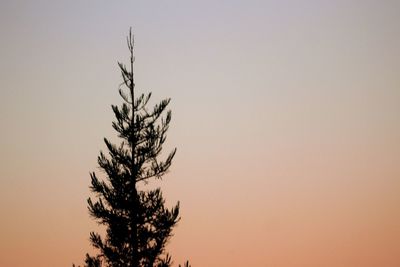 Low angle view of trees against clear sky