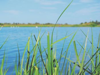 Close-up of grass by lake against sky