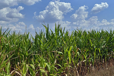 Crops growing on field against sky