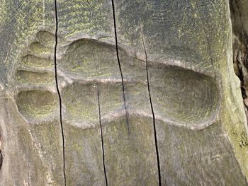 Full frame shot of tree trunk