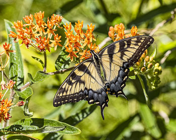 Close-up of butterfly pollinating on flower