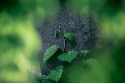 Close-up of green leaves on plant