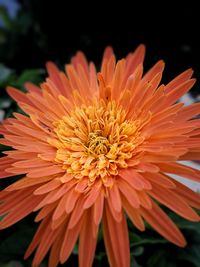 Close-up of orange flower