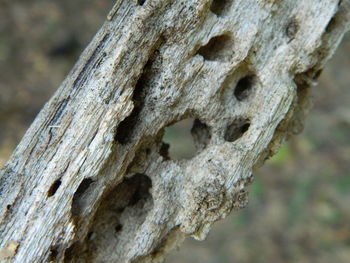 Close-up of tree trunk