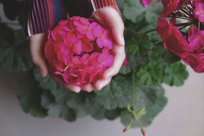 Close-up of pink flowers