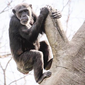 Monkey on tree in zoo