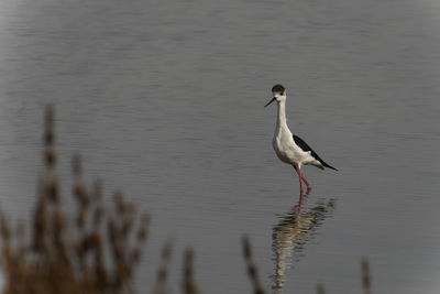 Bird in a lake