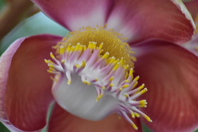 Close-up of pink flower