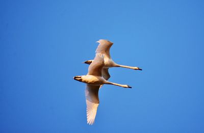 Couple of flying white swans in the morning blue sky in gdynia