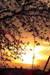 Silhouette of tree at seaside