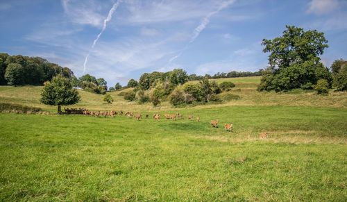 Scenic view of trees on field against sky