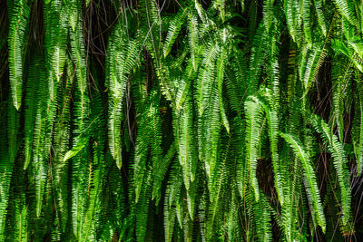 Ladder fern aka fishbone fern, tuberous sword fern, tuber ladder fern, erect sword fern