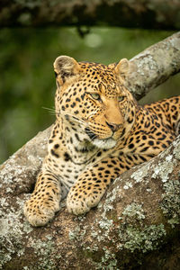 View of a cat on rock