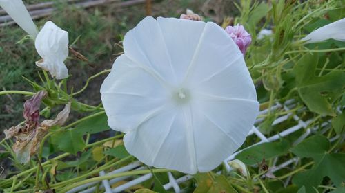 Close-up of white flower blooming outdoors