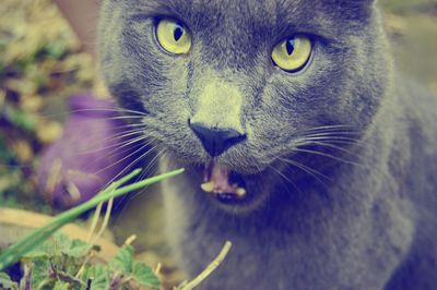 Close-up portrait of cat