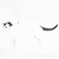 Cat over white background