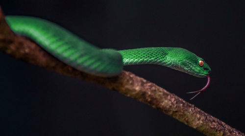 Close-up of snake