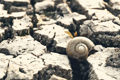 Close-up of snail on rock