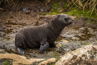 Seal pup on wet rocks