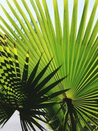 Full frame shot of palm leaves